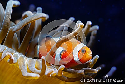 Ocellaris clownfish hide in bubble tip anemone, animal on live rock stone move tentacles in flow and protect fish Stock Photo