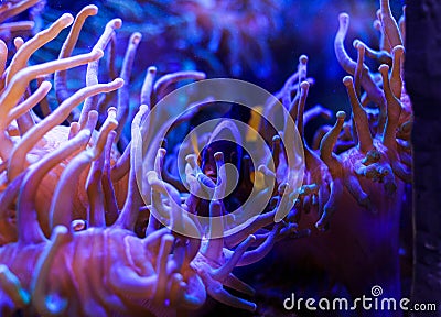 Ocellaris clownfish hides and swimming in the pink violet sea anemone Heteractis magnifica Stock Photo