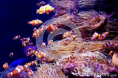 Ocellaris clownfish Stock Photo