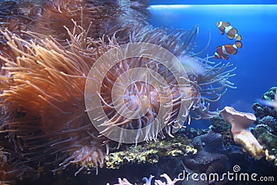 Ocellaris clownfishes Stock Photo