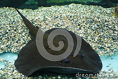 Ocellate river stingray Potamotrygon motoro, also known as the Black river stingray, peacock-eye stingray Stock Photo