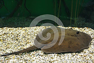 Ocellate river stingray Potamotrygon motoro, also known as the Black river stingray, or South American freshwater stingray Stock Photo