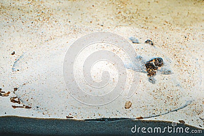 Ocellate river stingray, Potamotrygon motoro fish Editorial Stock Photo