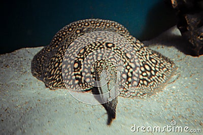 Ocellate river stingray, Potamotrygon motoro fish Stock Photo