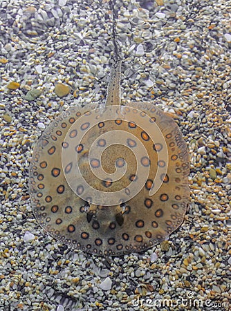 Ocellate river stingray, Potamotrygon motoro Stock Photo