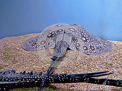 Ocellate river stingray Potamotrygon motoro tail closeup view in aquarium tank. Stock Photo