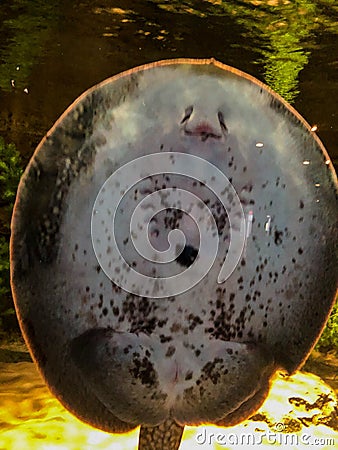 Ocellate river stingray swimming in tank Stock Photo