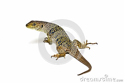 An ocellated lizard isolated. Stock Photo