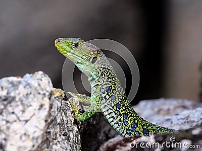 Ocellated lizard Timon lepidus Stock Photo