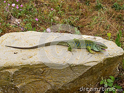 ocellated lizard, timon lepidus Stock Photo