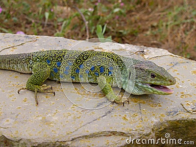 ocellated lizard, timon lepidus Stock Photo