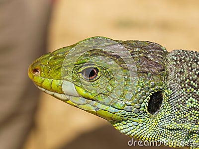 ocellated lizard, timon lepidus Stock Photo