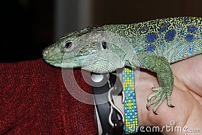 Ocellated pearl lizard Timon lepidus is sitting on arm. Stock Photo