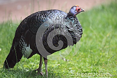 Ocellated turkey Stock Photo