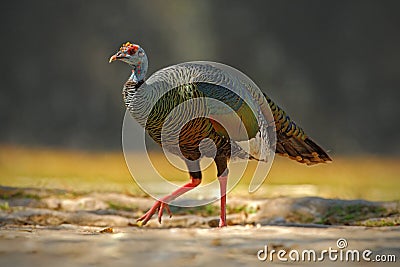 Ocellated turkey, Meleagris ocellata, rare bizar bird, Tikal National Park, Gutemala. Wild turkey, ruins forest in South America. Stock Photo