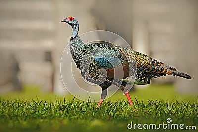 Ocellated turkey, Meleagris ocellata, rare bizar bird, Tikal National Park, Gutemala. Wild turkey, ruins forest in South America. Stock Photo