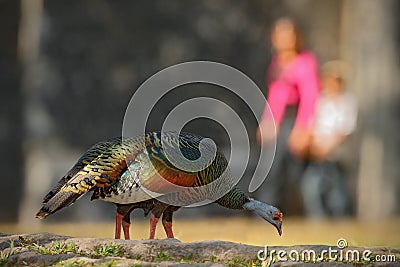 Ocellated turkey, Meleagris ocellata, rare bizar bird, Tikal National Park, Gutemala. Wild turkey, ruins forest in South America. Stock Photo