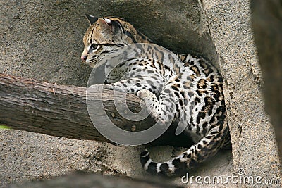 Ocelot Stock Photo