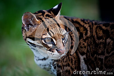 Ocelot Stock Photo