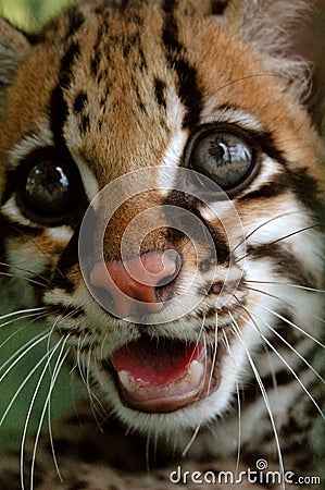 The ocelot or dwarf leopard (Leopardus pardalis) Stock Photo