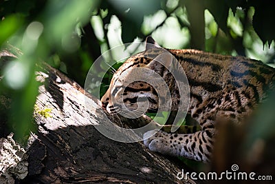 Ocelot in jungle tree branches Stock Photo