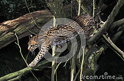 OCELOT leopardus pardalis, ADULT WALKING ON BRANCHES Stock Photo