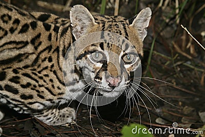 Ocelot, Leopardus pardalis Stock Photo