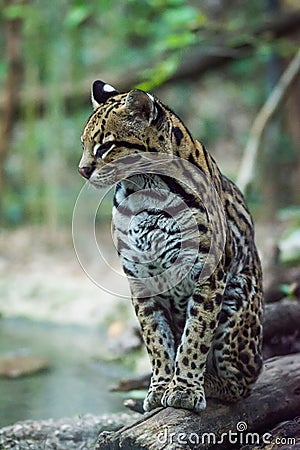 Ocelot portrait of leopard sitting Stock Photo