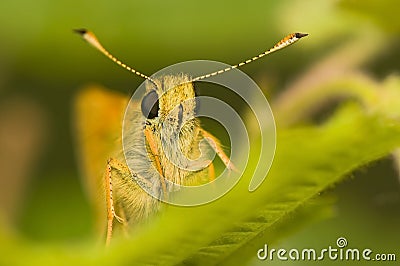 Ochlodes sylvanus Stock Photo