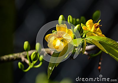 Ochna integerrima flowers at the garden in southern Vietnam Stock Photo