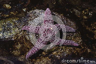 An Ochre Starfish, Pisaster ochraceus, in a tidepool Stock Photo