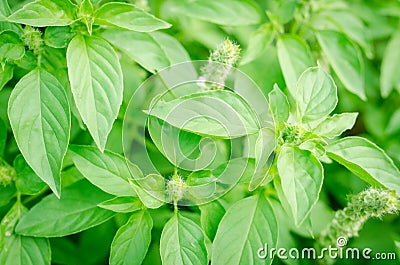 Ocimum basilicum or Hairy Basil in the garden Stock Photo