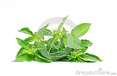 Ocimum basilicum or hairy basil leaf isolated on white bacgkround. Stock Photo