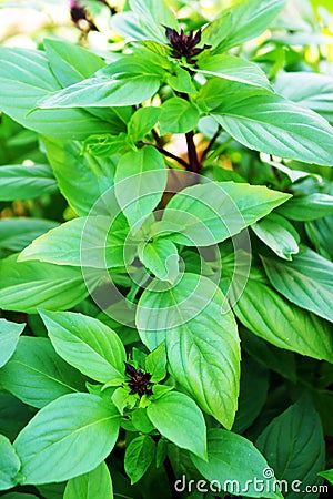 Ocimum basilicum Linn Stock Photo