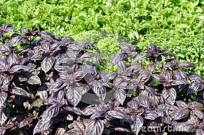 Ocimum basilicum purpureum purple basils Stock Photo