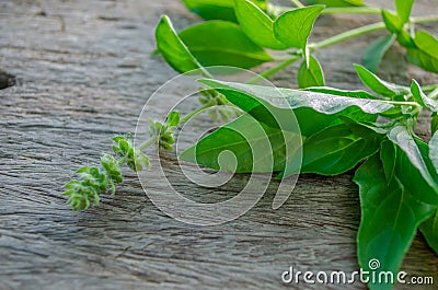 Ocimum citriodourum flower Basil leaves, basil, fresh herbs, popular for Thai cooking Stock Photo