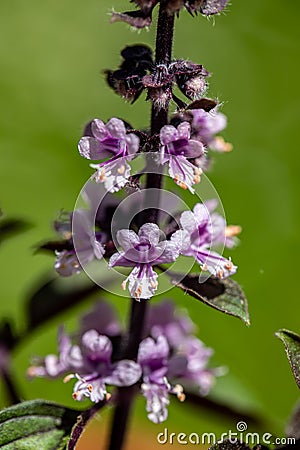 Ocimum kilimandscharicum flower growing in meadow, close up Stock Photo