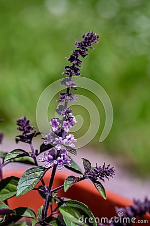 Ocimum kilimandscharicum flower growing in meadow, close up Stock Photo