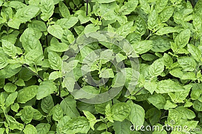 Ocimum Sanctum basil leaves in the garden background. Green Holy basil leaf or Ocimum Tenuiflorum tree plant. ( LABIATAE Stock Photo