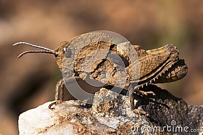Ocnerodes fallaciosus grasshopper without wings can not fly that mimics a rock in its camouflage Stock Photo