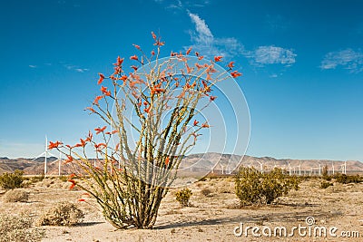 Ocotillo in Bloom Stock Photo