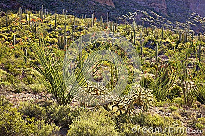 Ocotillo Stock Photo