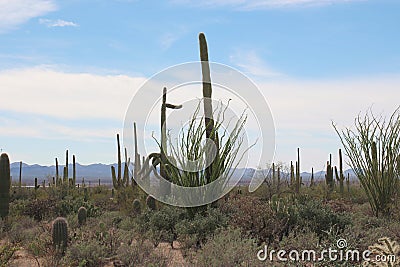 ocotillo, creosote bushes, saguaro, prickly pear and cholla cacti on the Desert Discovery Nature Trail in Tucson, Arizona Stock Photo