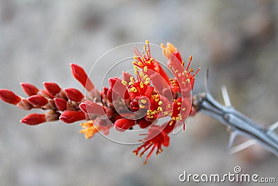 Ocotillo Crimson Bloom Stock Photo