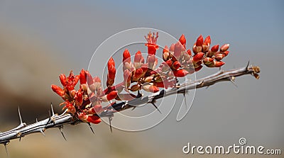 Ocotillo Flower in Bloom Stock Photo