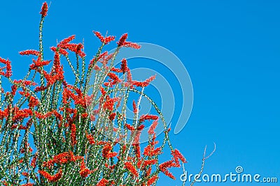 Ocotillo flowers blooming. Stock Photo