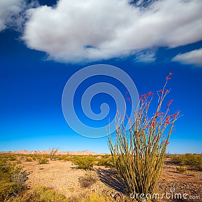 Ocotillo Fouquieria splendens red flowers in Mohave desert Stock Photo