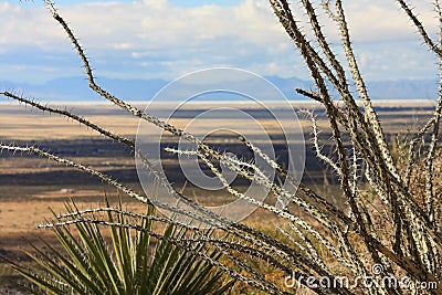 Ocotillo and a Yucca Cactus Stock Photo