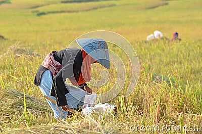 Oct 8, 2019, Indonesia : Indonesian farmer man sifting rice in the fields Editorial Stock Photo