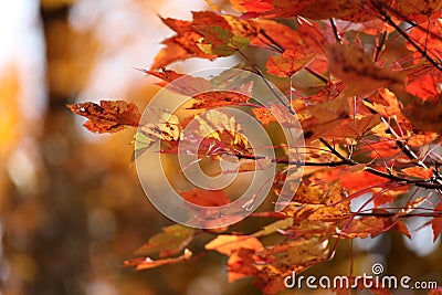 October Glory Maple Background Stock Photo